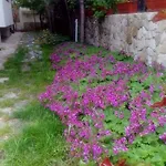 Nirvana Penzion 3*