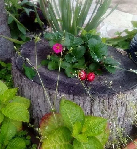 Nirvana Vendégház 4*