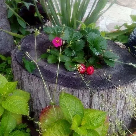 Nirvana ゲストハウス 4*